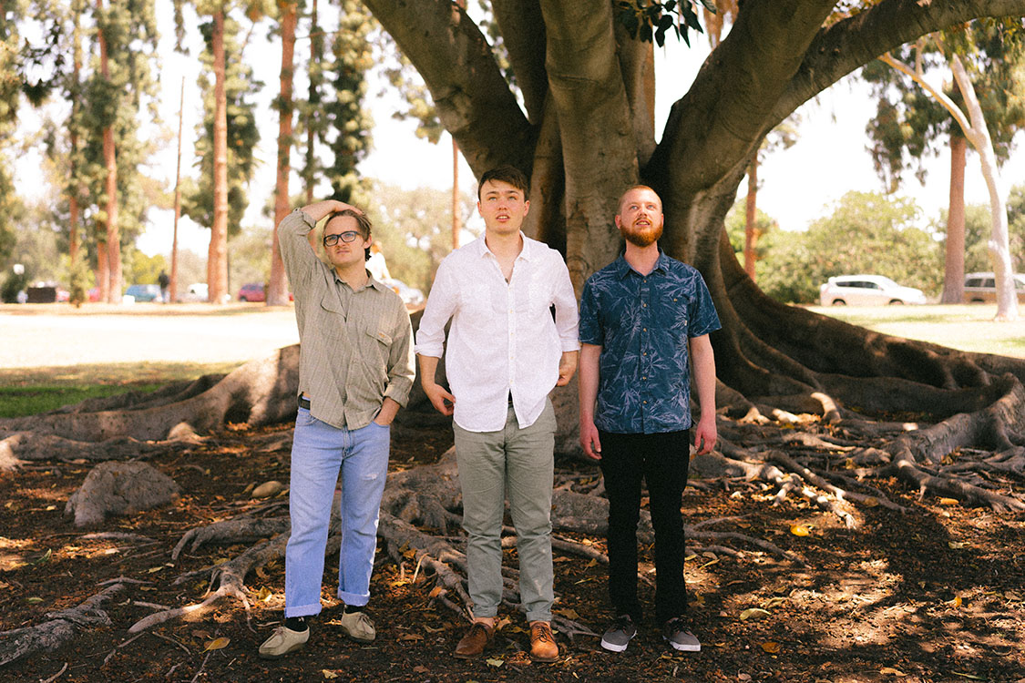 Three men look up underneath a Moreton Bay fig tree
